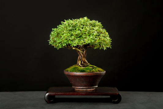 bonsai interieur