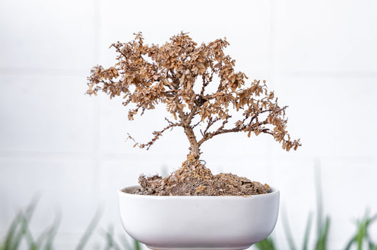 bonsai perd ses feuilles