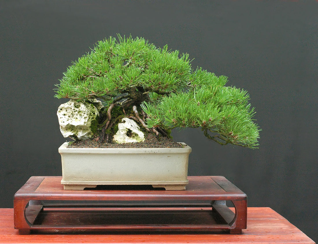 Comment réduire les aiguilles d’un bonsaï pin noir ?