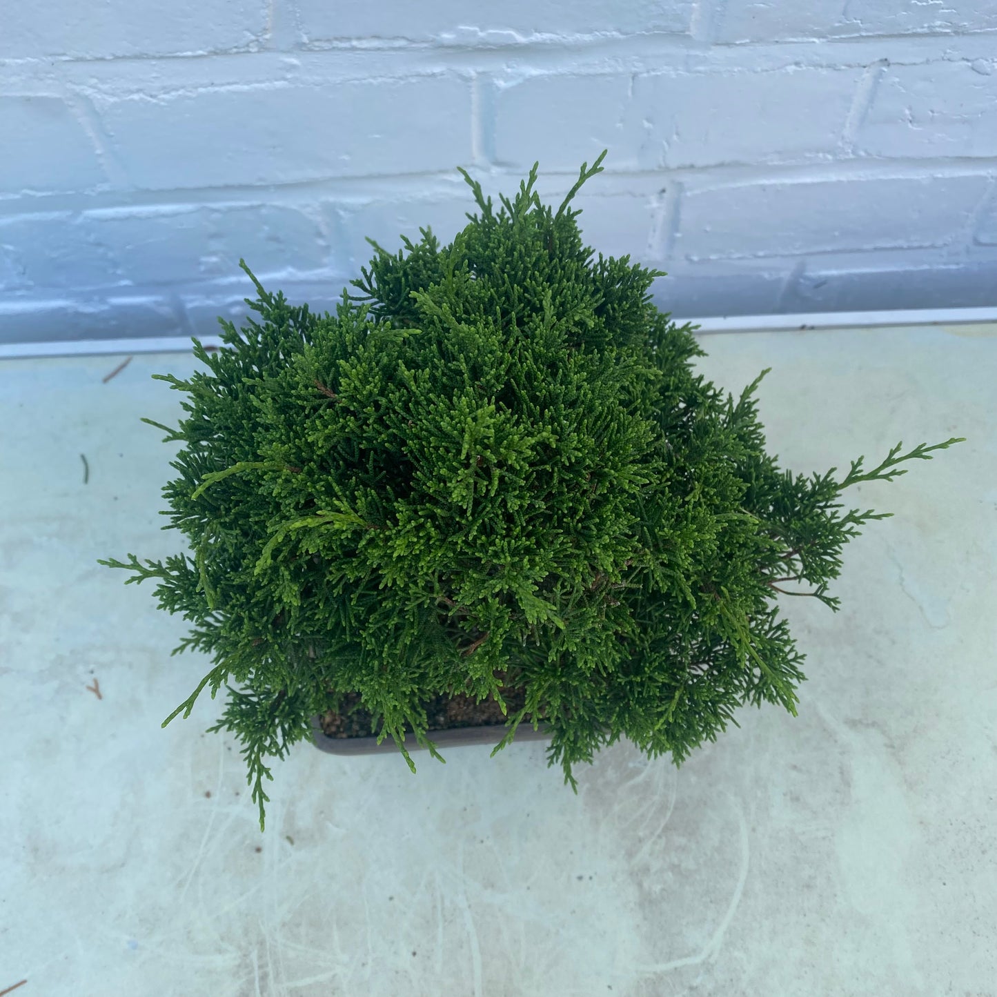 Bonsaï Jeneverbes (Juniperus Chinensis) - 20 cm