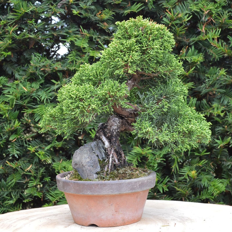 Bonsaï Genévrier (Juniperus Chinensis) - 22 cm