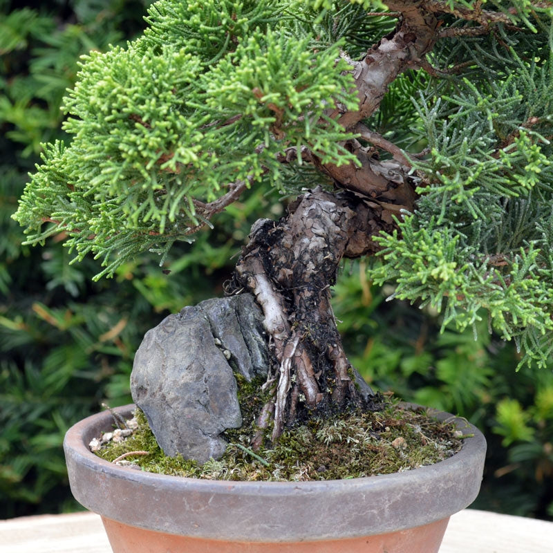 Bonsaï Genévrier (Juniperus Chinensis) - 22 cm
