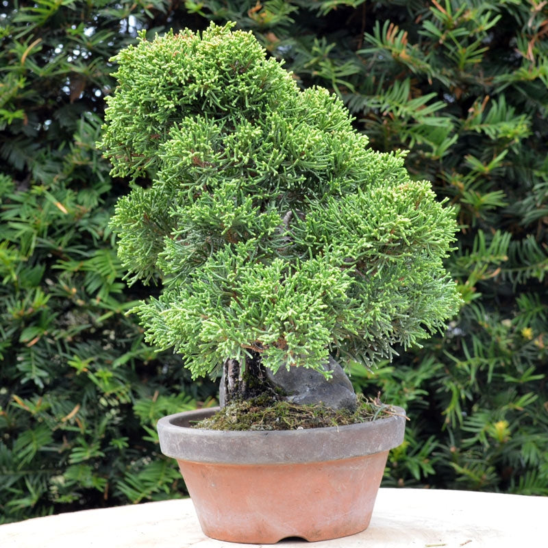Bonsaï Genévrier (Juniperus Chinensis) - 22 cm