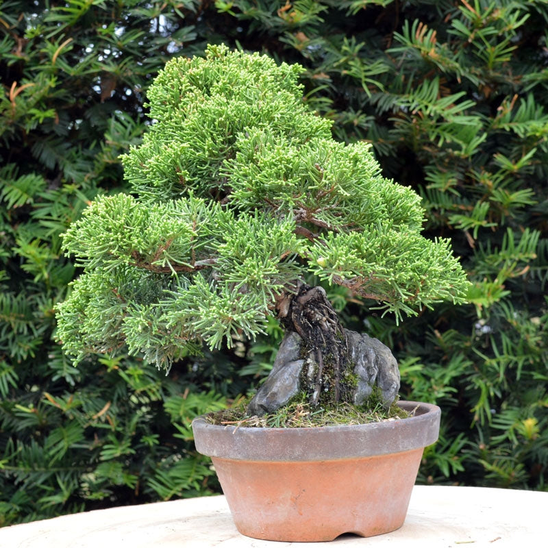 Bonsaï Genévrier (Juniperus Chinensis) - 22 cm