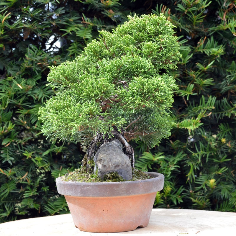 Bonsaï Genévrier (Juniperus Chinensis) - 22 cm