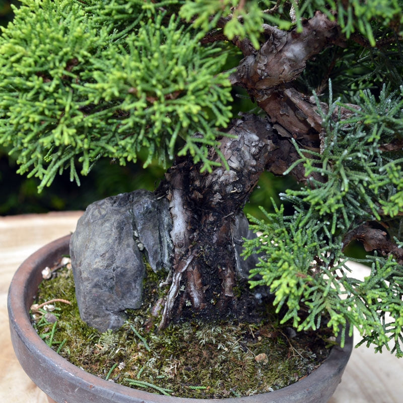 Bonsaï Genévrier (Juniperus Chinensis) - 22 cm
