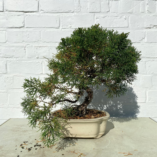 Bonsaï Jeneverbes  (Juniperus Chinensis) - 28 cm