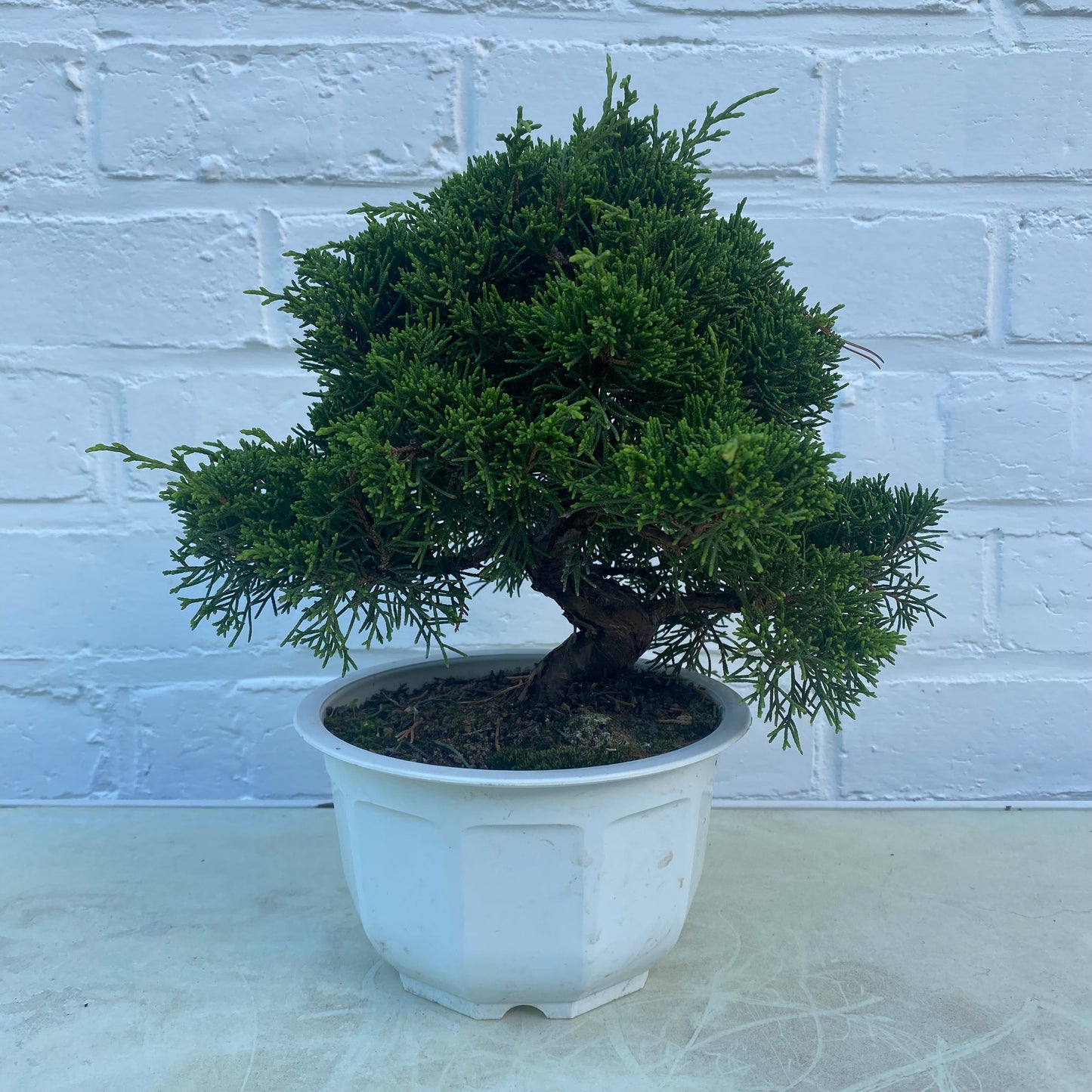 Bonsaï Jeneverbes (Juniperus Chinensis) 18jaar- 20 cm