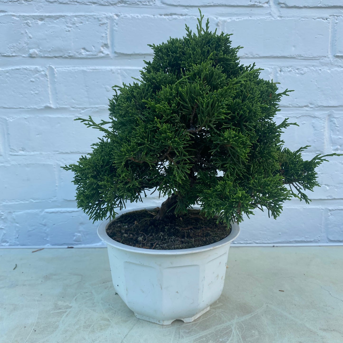 Bonsaï Jeneverbes (Juniperus Chinensis) - 18jaar - 20 cm