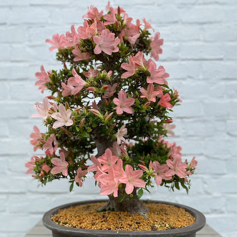 Bonsaï Azalea Satsuki (Rhododendron Indicum) – 60cm