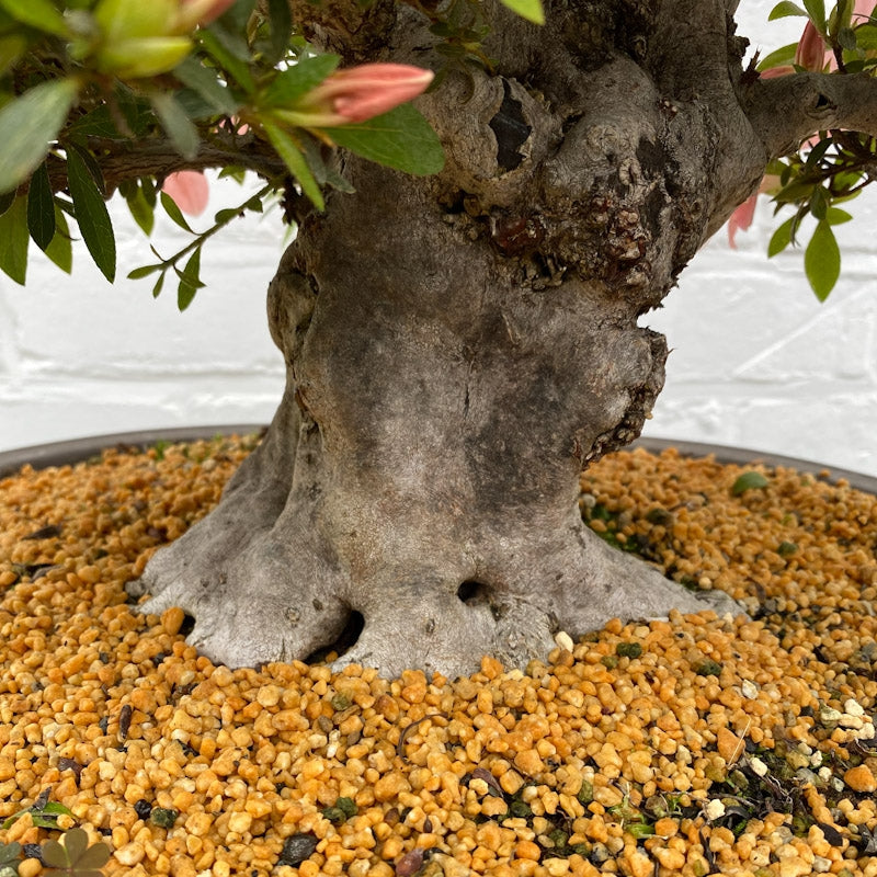 Bonsaï Azalea Satsuki (Rhododendron Indicum) – 60cm