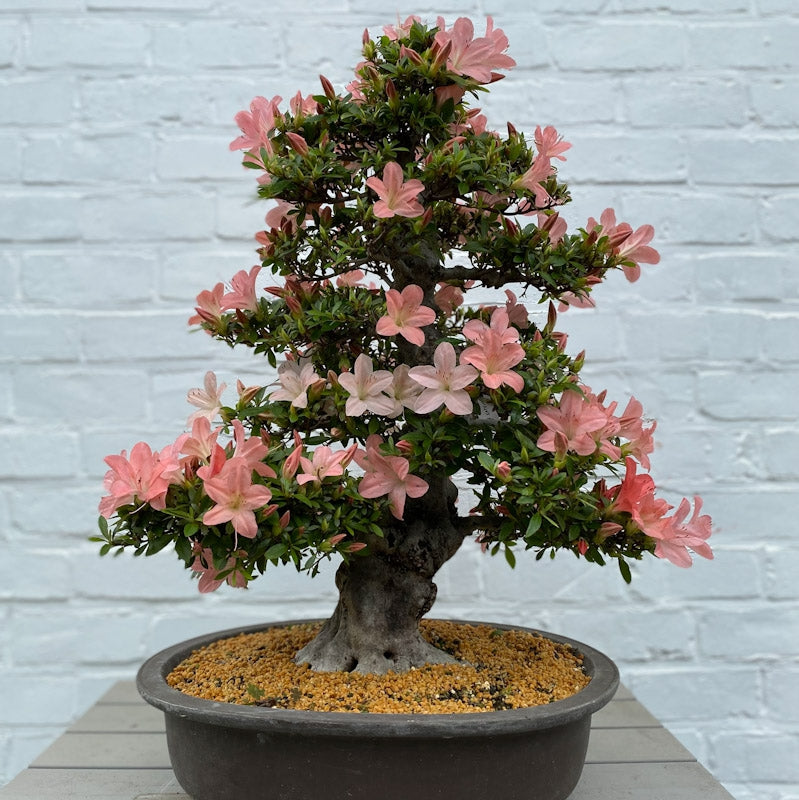 Bonsaï Azalea Satsuki (Rhododendron Indicum) – 60cm