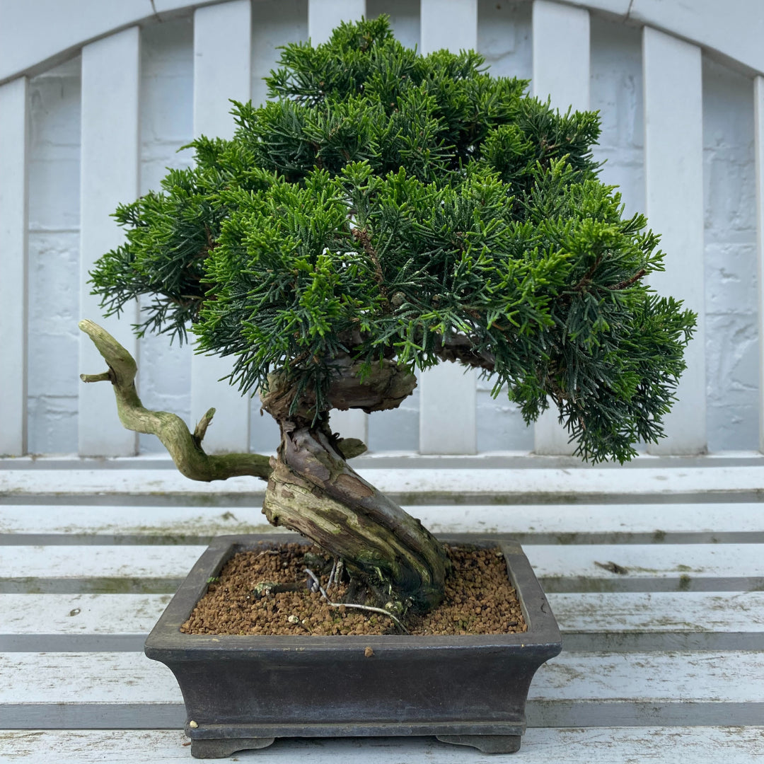 Bonsaï Shohin Jeneverbes (Juniperus Itoigawa) - 29 cm