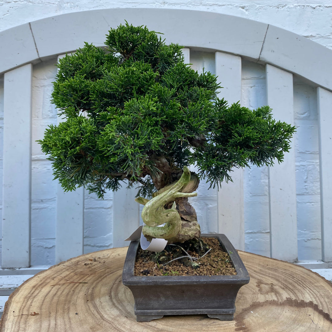 Bonsaï Shohin Jeneverbes (Juniperus Itoigawa) - 29 cm