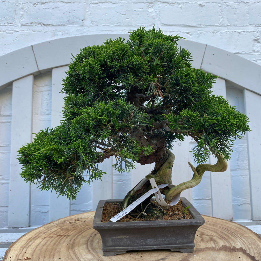 Bonsaï Shohin Jeneverbes (Juniperus Itoigawa) - 29 cm