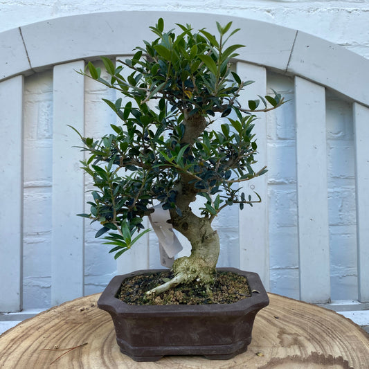Bonsaï Olivier Européen (Olea Europea) - 27cm