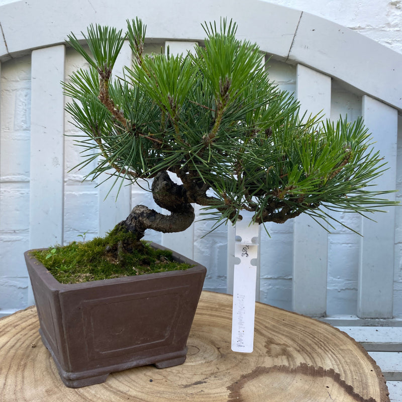 Bonsai Japanse Zwarte Den (Pinus Thunbergii) – 23 cm