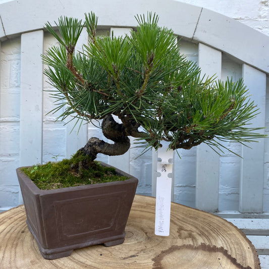 Bonsai Pin noir du Japon (Pinus  Thunbergii) – 23 cm