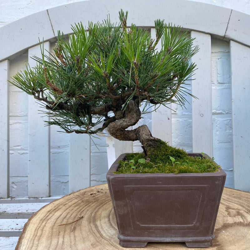Bonsai Japanse Zwarte Den (Pinus Thunbergii) – 23 cm