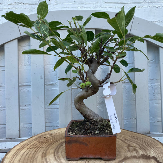Bonsaï Pommier (Malus) - 30cm