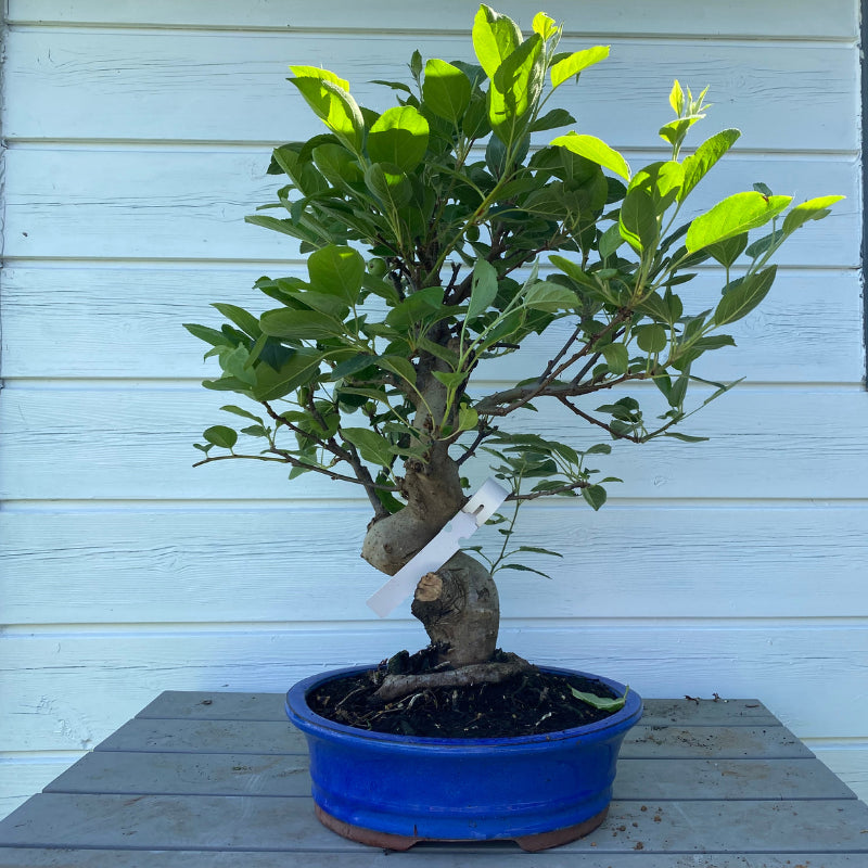 Bonsaï Malus - 45 cm