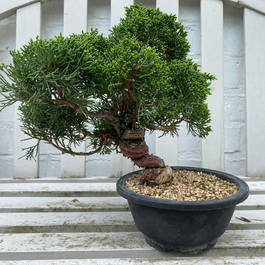Bonsaï Genévrier  (Juniperus Itoigawa) - 24 cm