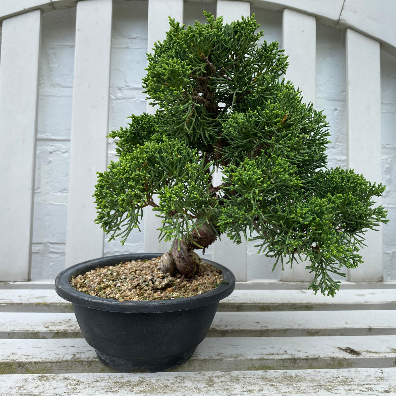 Bonsaï Jeneverbes  (Juniperus Chinensis) - 24 cm