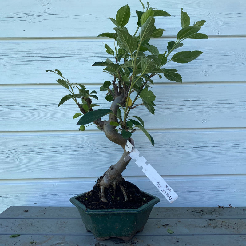 Bonsaï Pommier (Malus) - 35cm