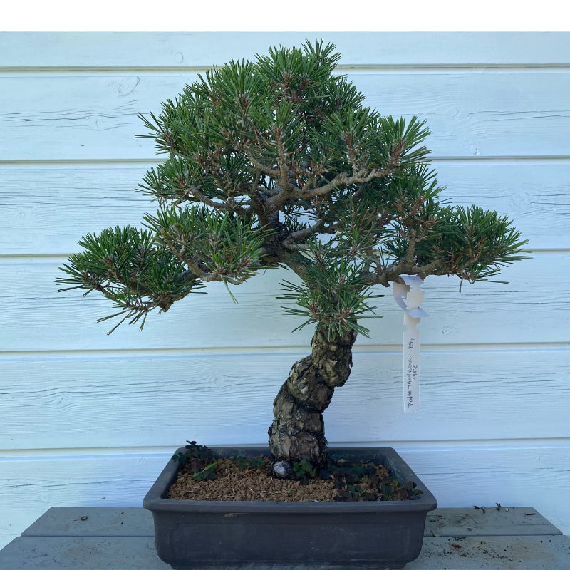 copy of Bonsai Japanse Zwarte Den (Pinus Thunbergii) –  39 cm