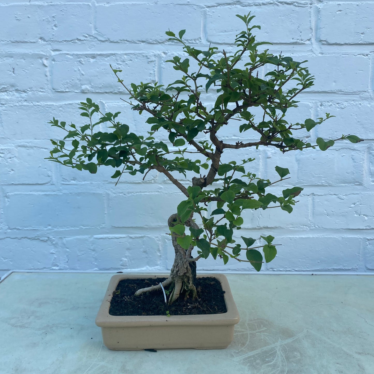 Bonsaï Liguster (Ligustrum aurea) - 10 jaar - 31 cm