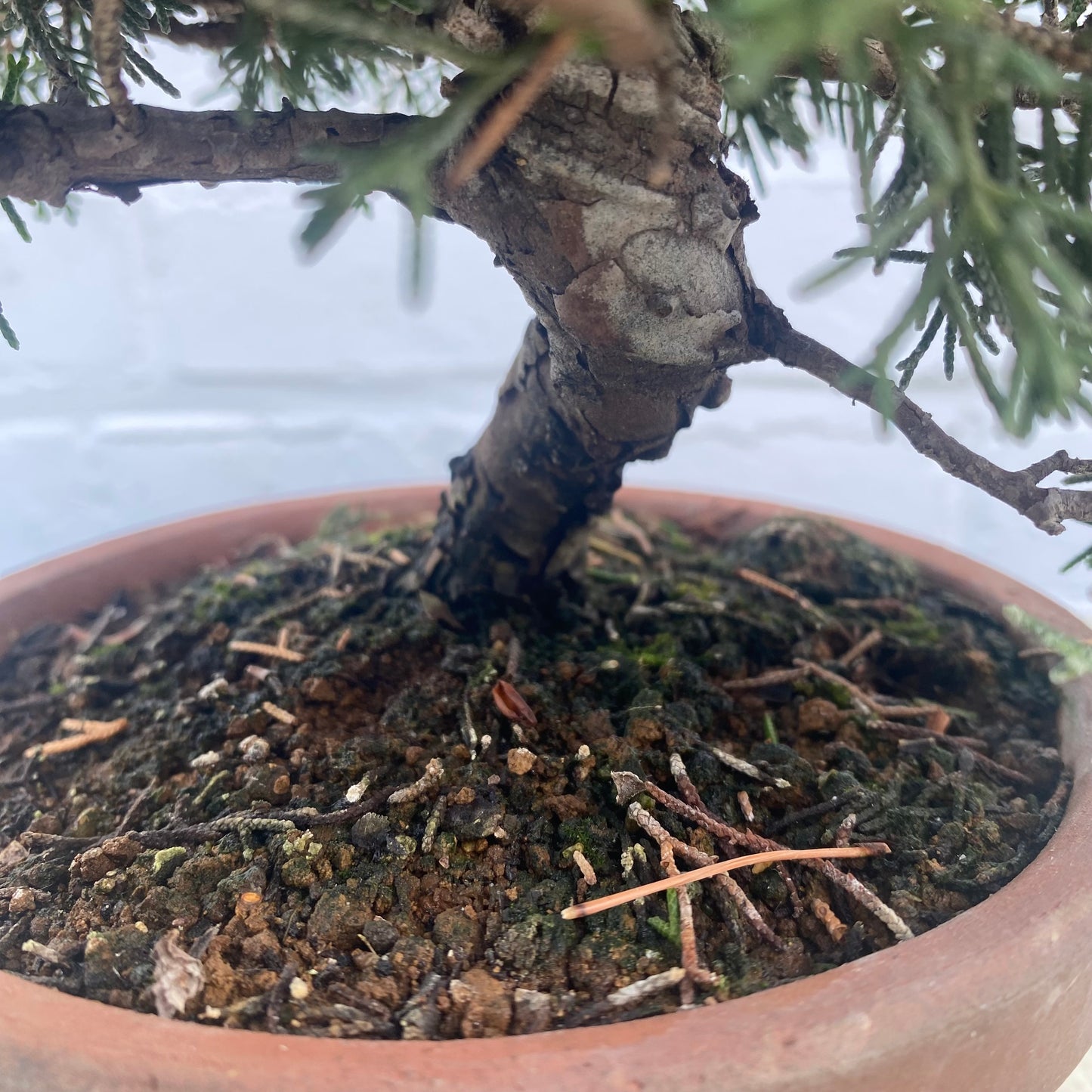 Bonsaï Jeneverbes (Juniperus Chinensis) - 20 cm