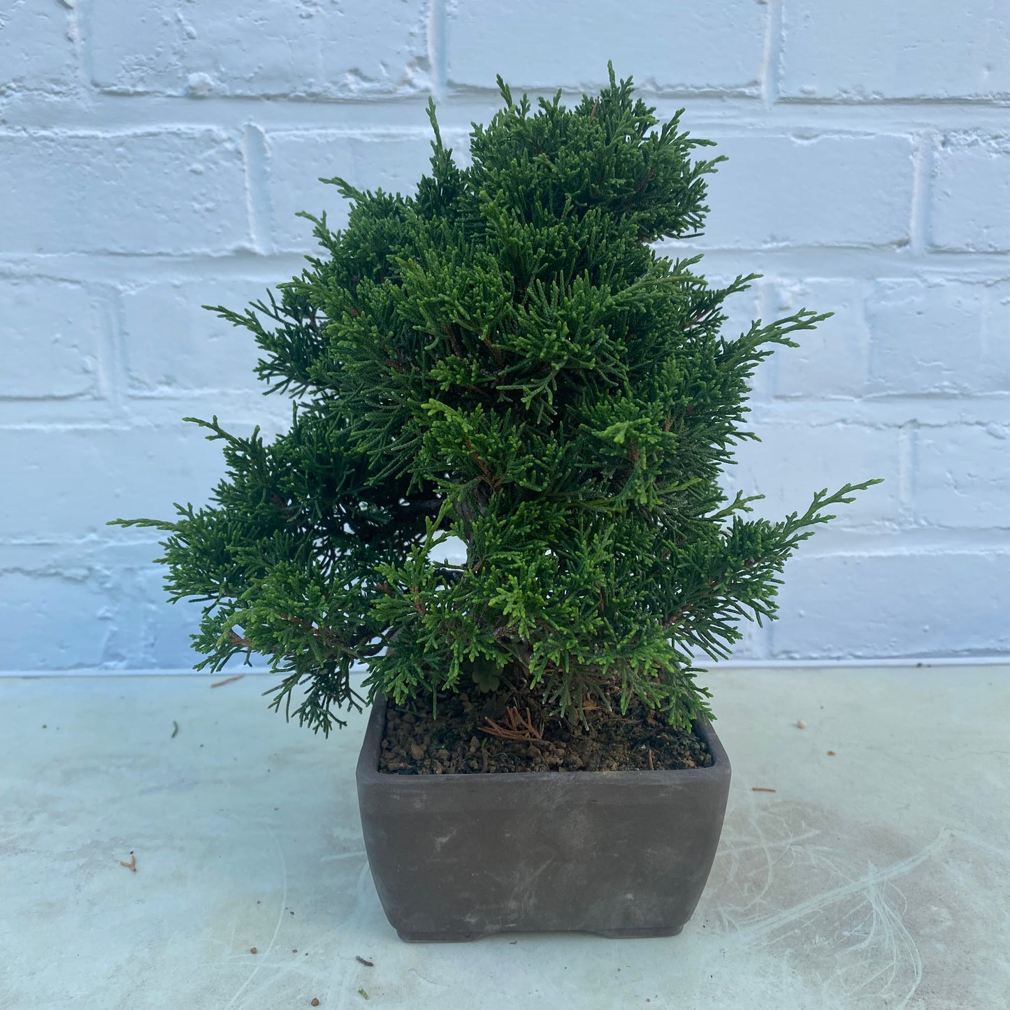 Bonsaï Jeneverbes (Juniperus Chinensis) - 20 cm