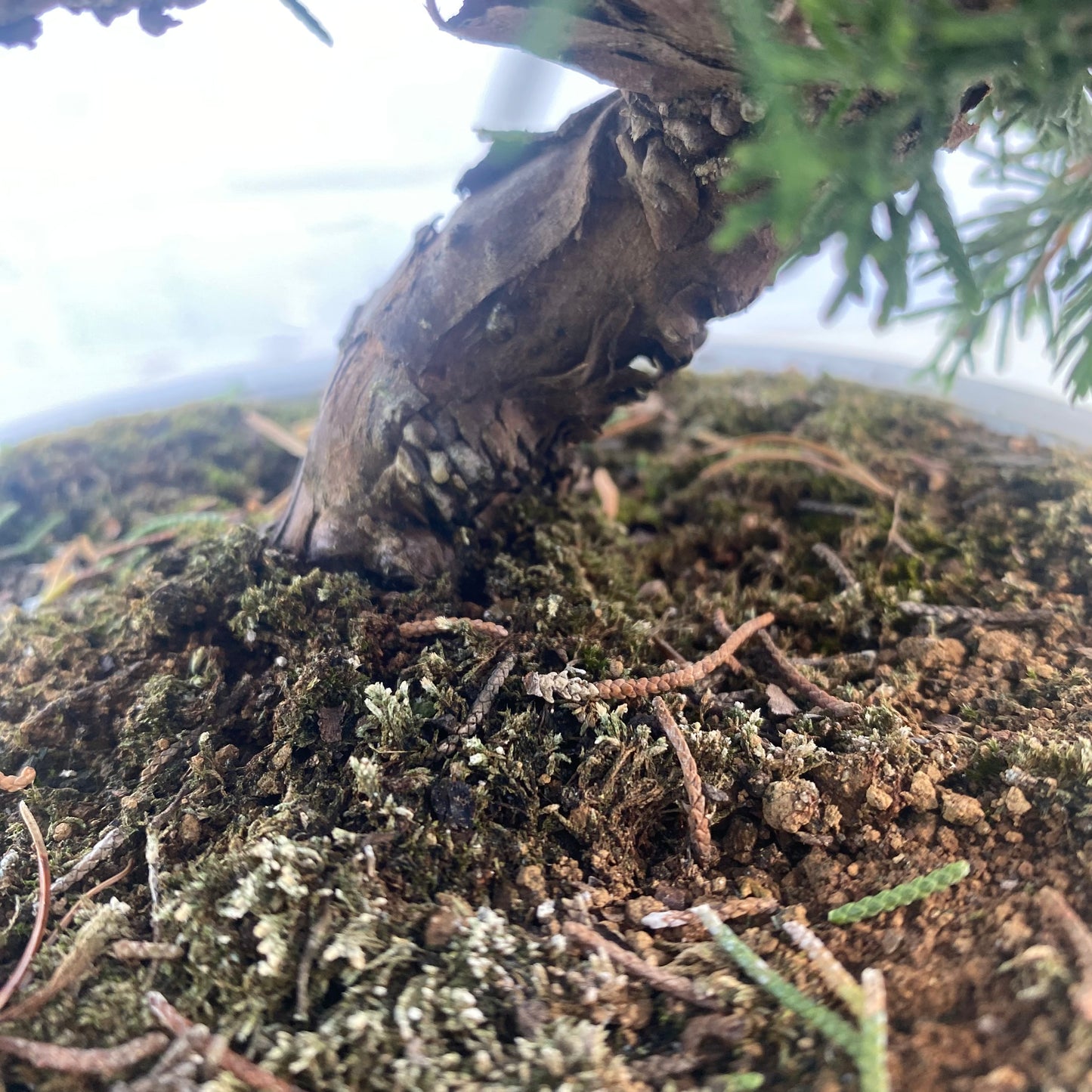 Bonsaï Jeneverbes (Juniperus Chinensis) - 20 cm