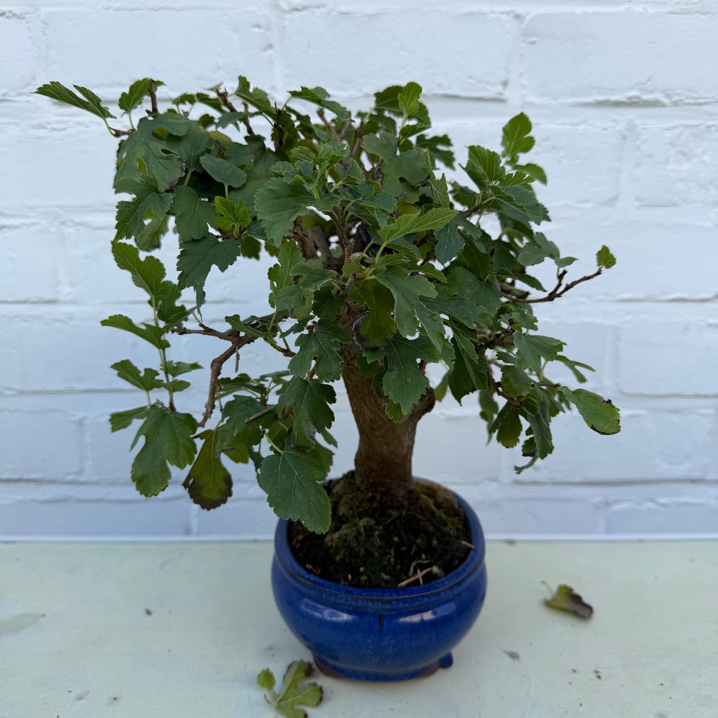 Moerbei Bonsai (Morus) - 14 jaar oud - 24 cm