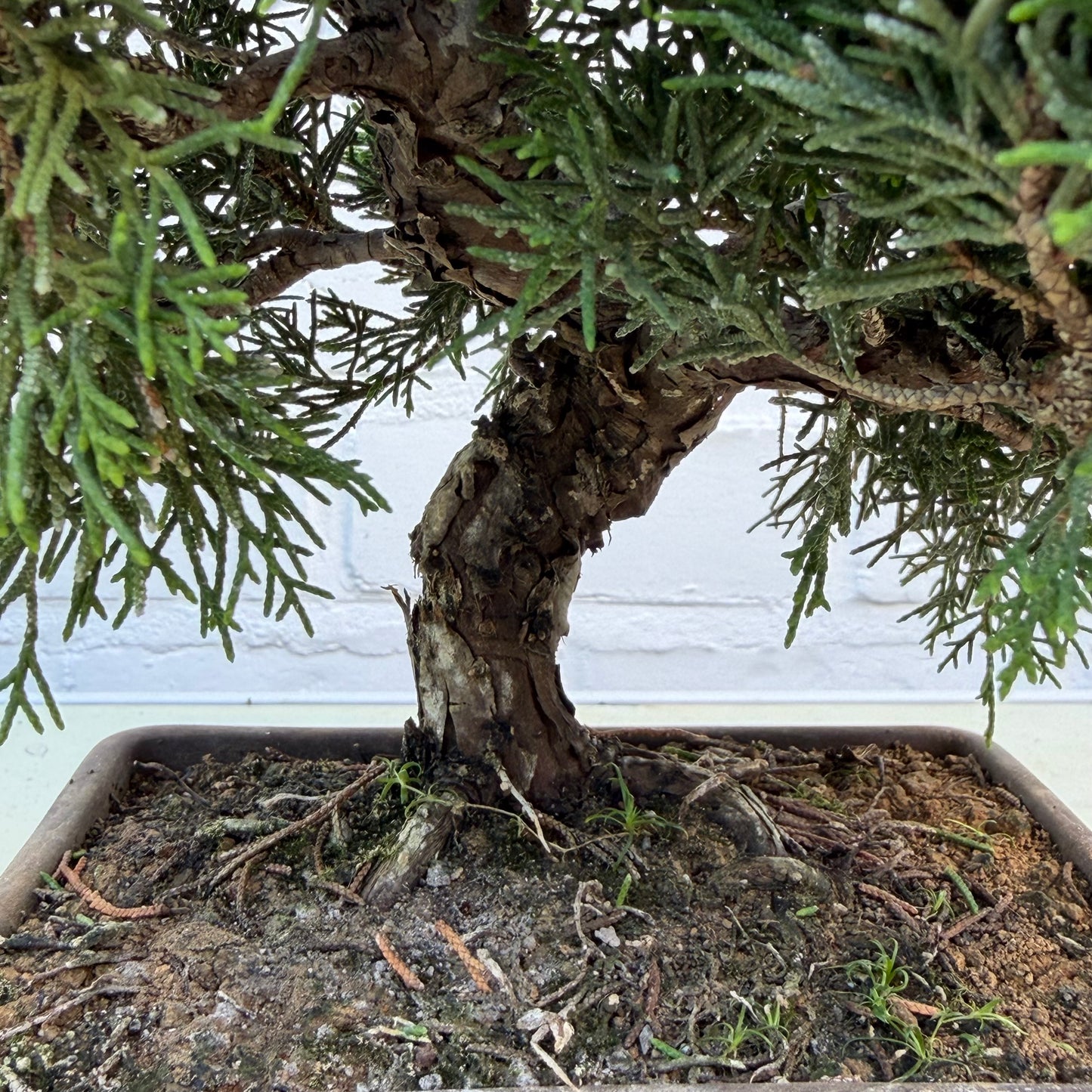 Bonsaï Genévrier (Juniperus Chinensis) - 22 cm - 17 ans