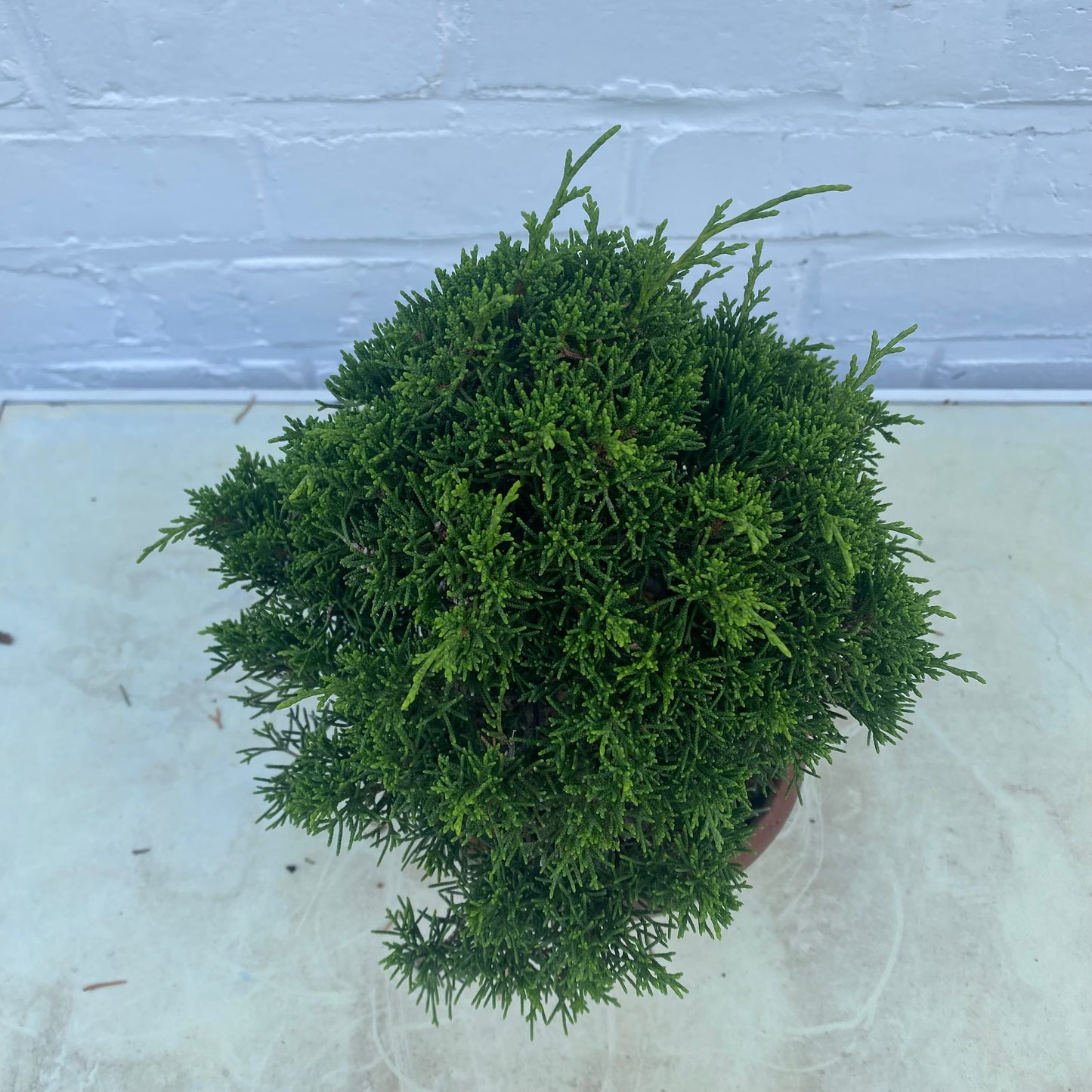 Bonsaï Jeneverbes (Juniperus Chinensis) - 20 cm