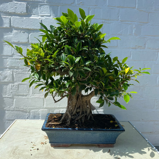 Bonsaï  Ficus Retusa 19 ans - 55 cm