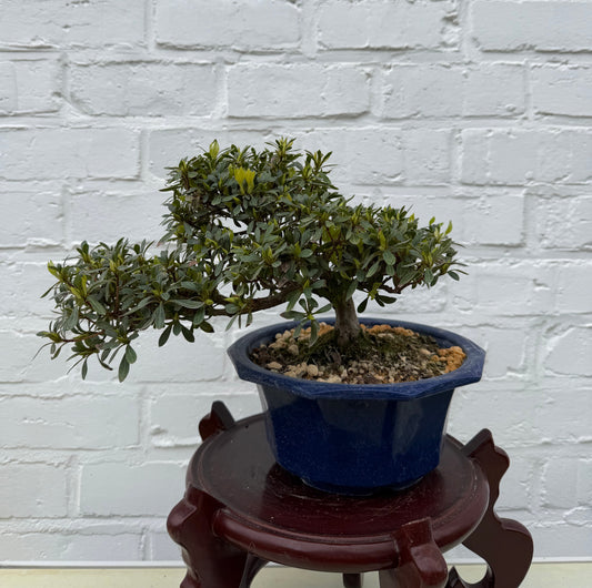 Bonsaï Azalée Satsuki (Hakutsuru) - 17 cm