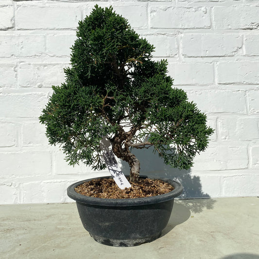 Genévrier Chinensis Kyushu (Juniperus Chinensis Kyushu ) - 30 cm