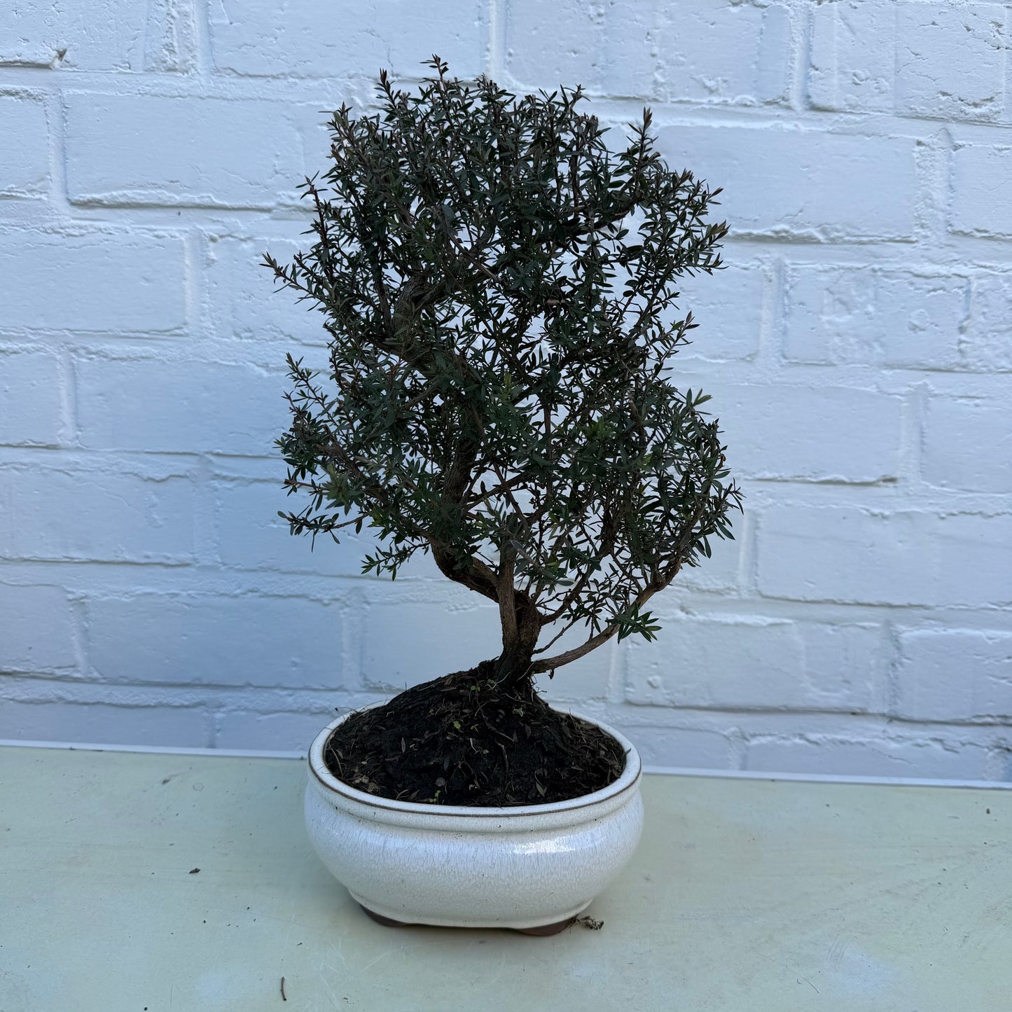 Bonsai Manuka (Leptospermum scoparium) - 29 cm - 7 jaar