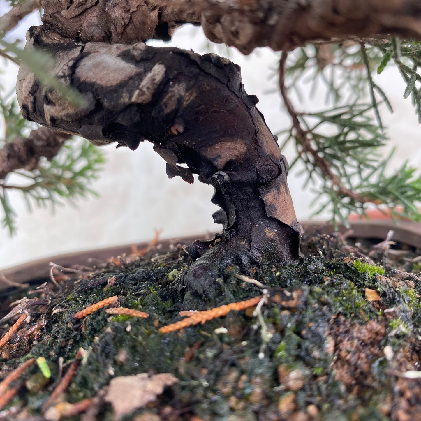 Bonsaï Jeneverbes (Juniperus Chinensis) - 20 cm