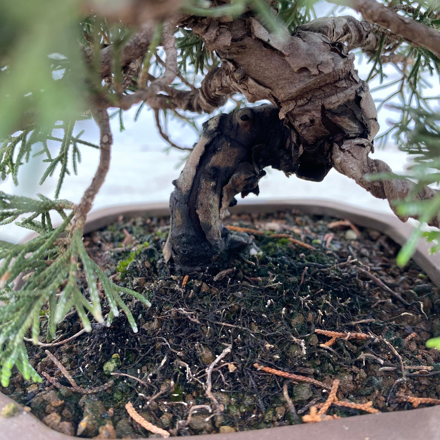 Bonsaï Jeneverbes (Juniperus Chinensis) - 20 cm