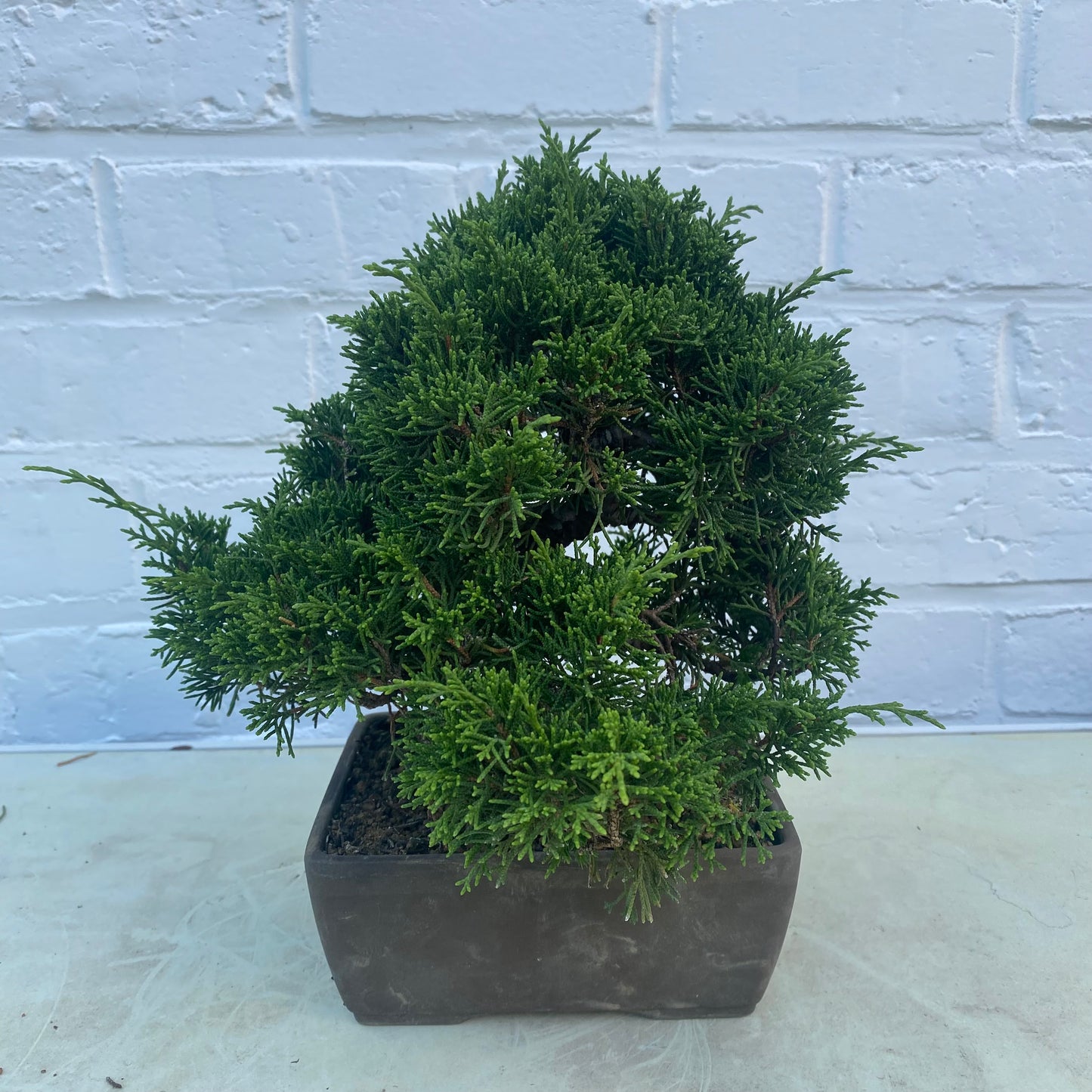 Bonsaï Jeneverbes (Juniperus Chinensis) - 20 cm