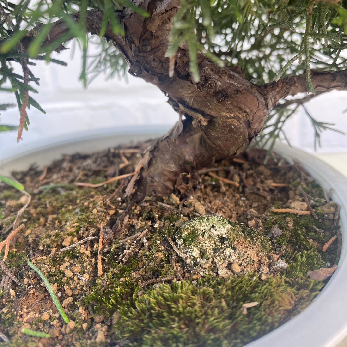 Bonsaï Jeneverbes (Juniperus Chinensis) 18jaar- 20 cm