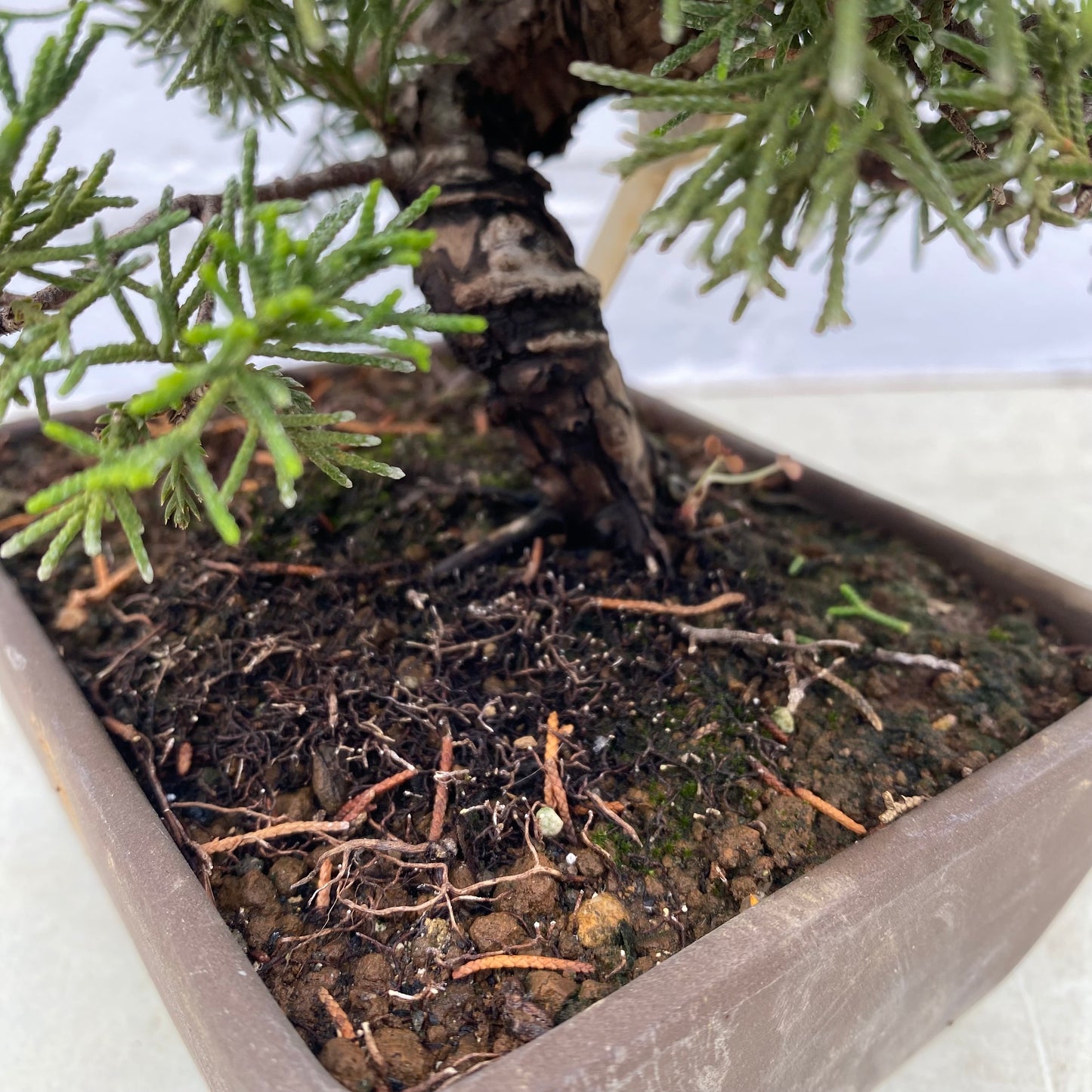 Bonsaï Genévrier (Juniperus Itoigawa) 17 ans - 21 cm