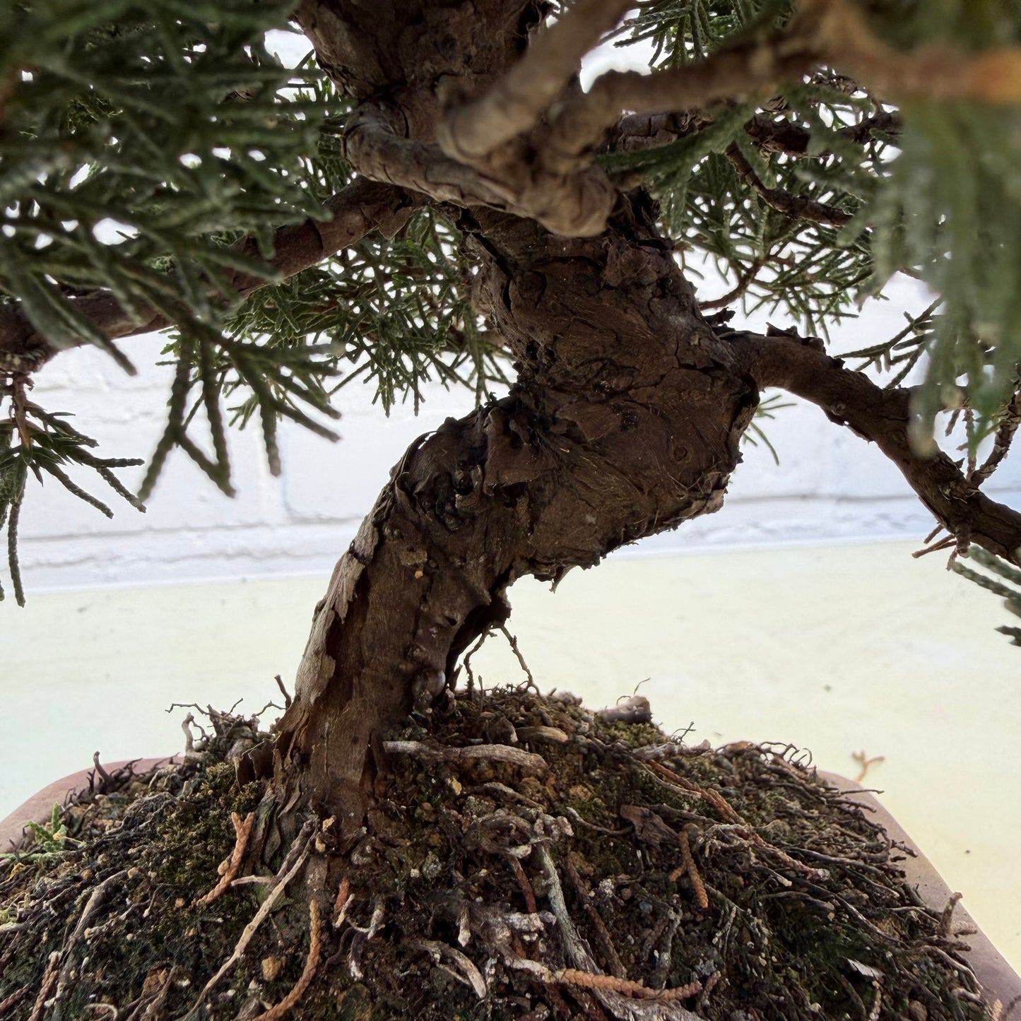 Bonsaï Genévrier (Juniperus Chinensis) - 23 cm - 17 ans
