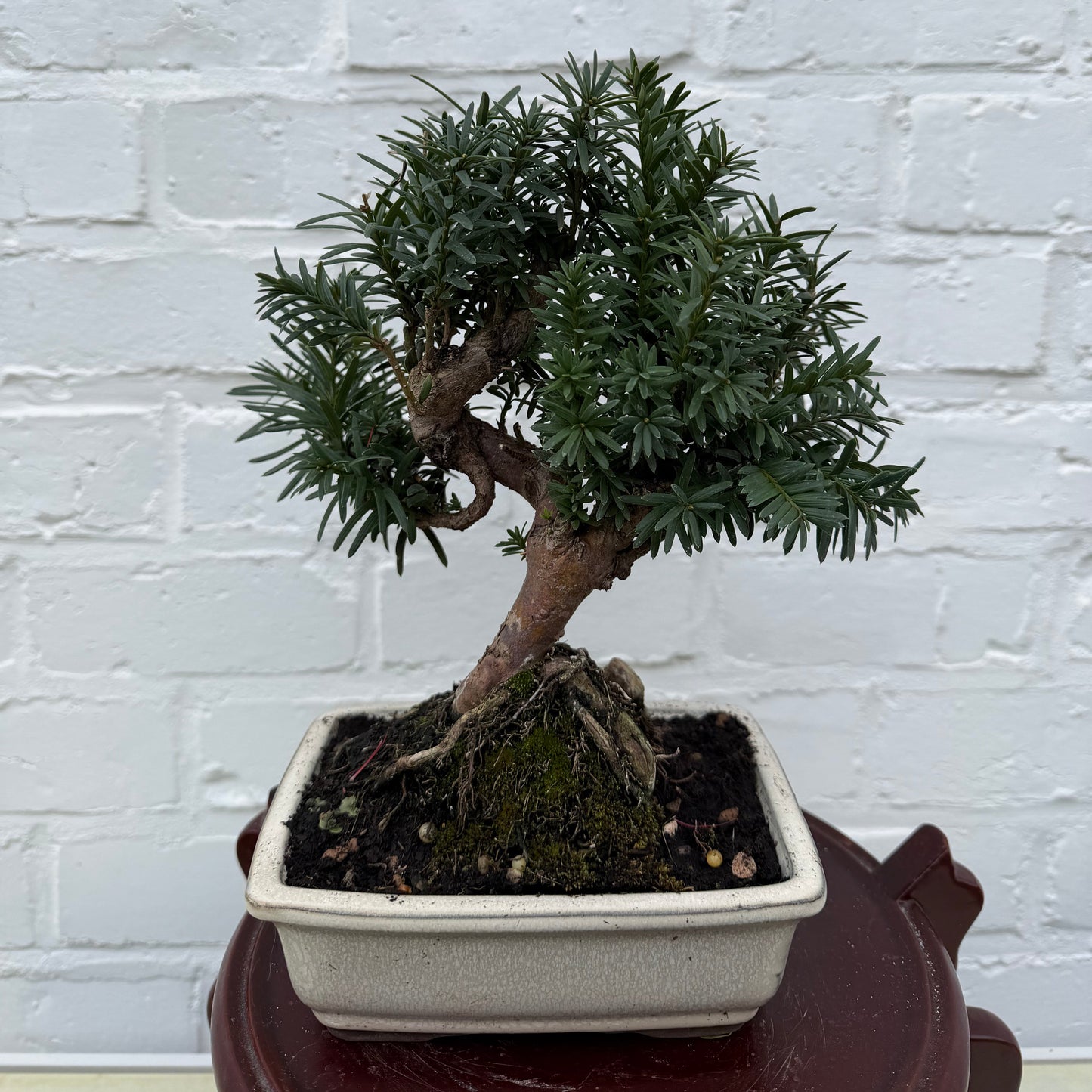 Taxus media bonsaï (If commun) - 23 cm