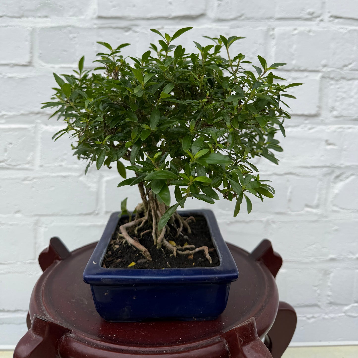 Bonsaï Serissa Phoetida 10 ans