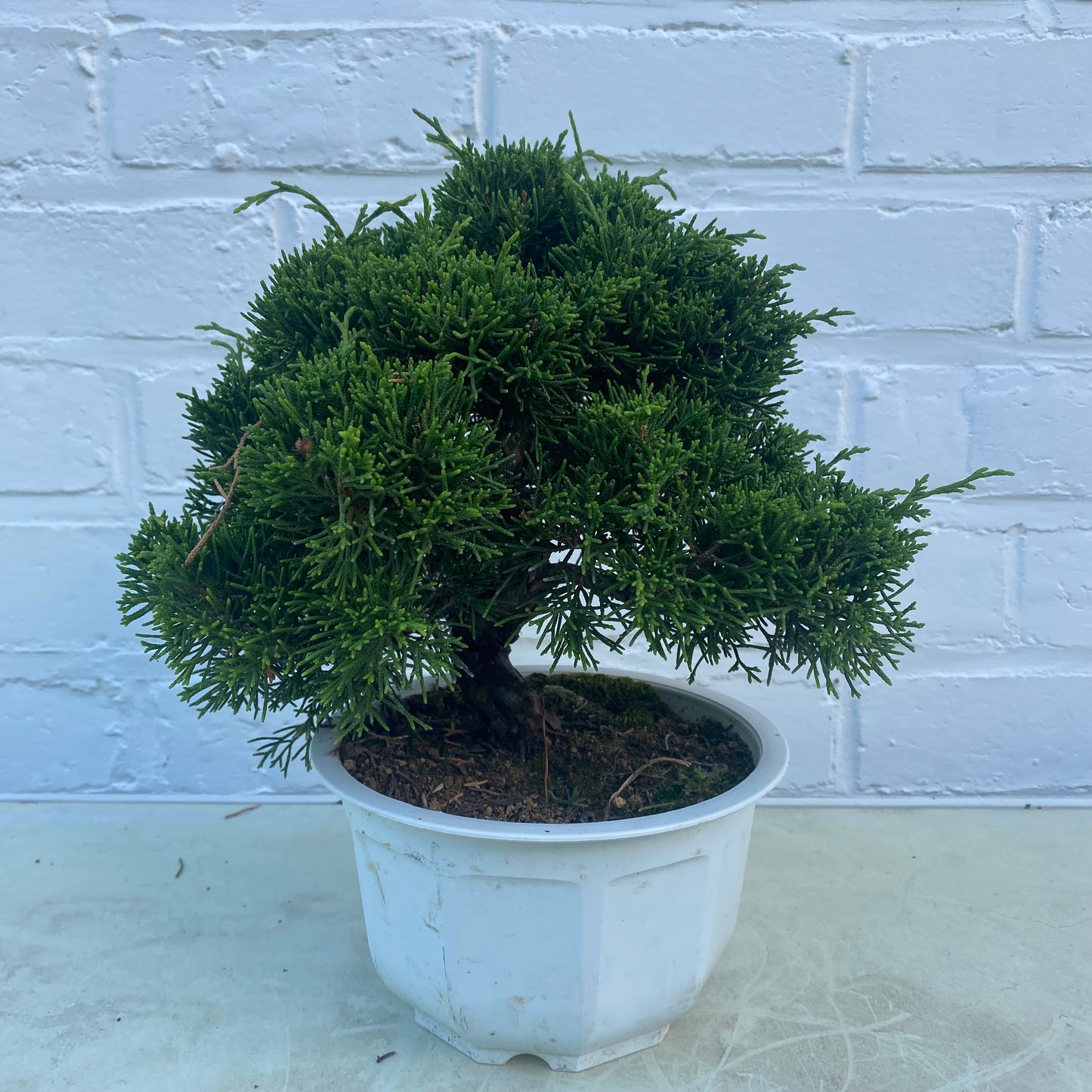 Bonsaï Jeneverbes (Juniperus Chinensis) 18jaar- 20 cm