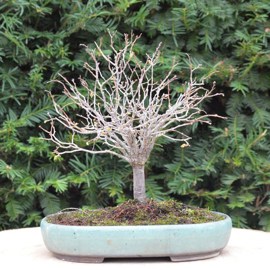 Bonsaï Zelkova Serrata Shohin (Orme du Japon) - 15cm